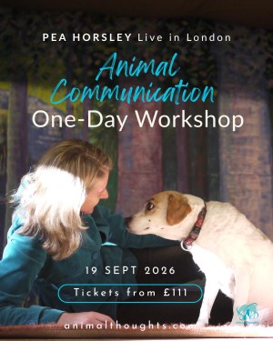 Animal Communication Made Easy Workshop